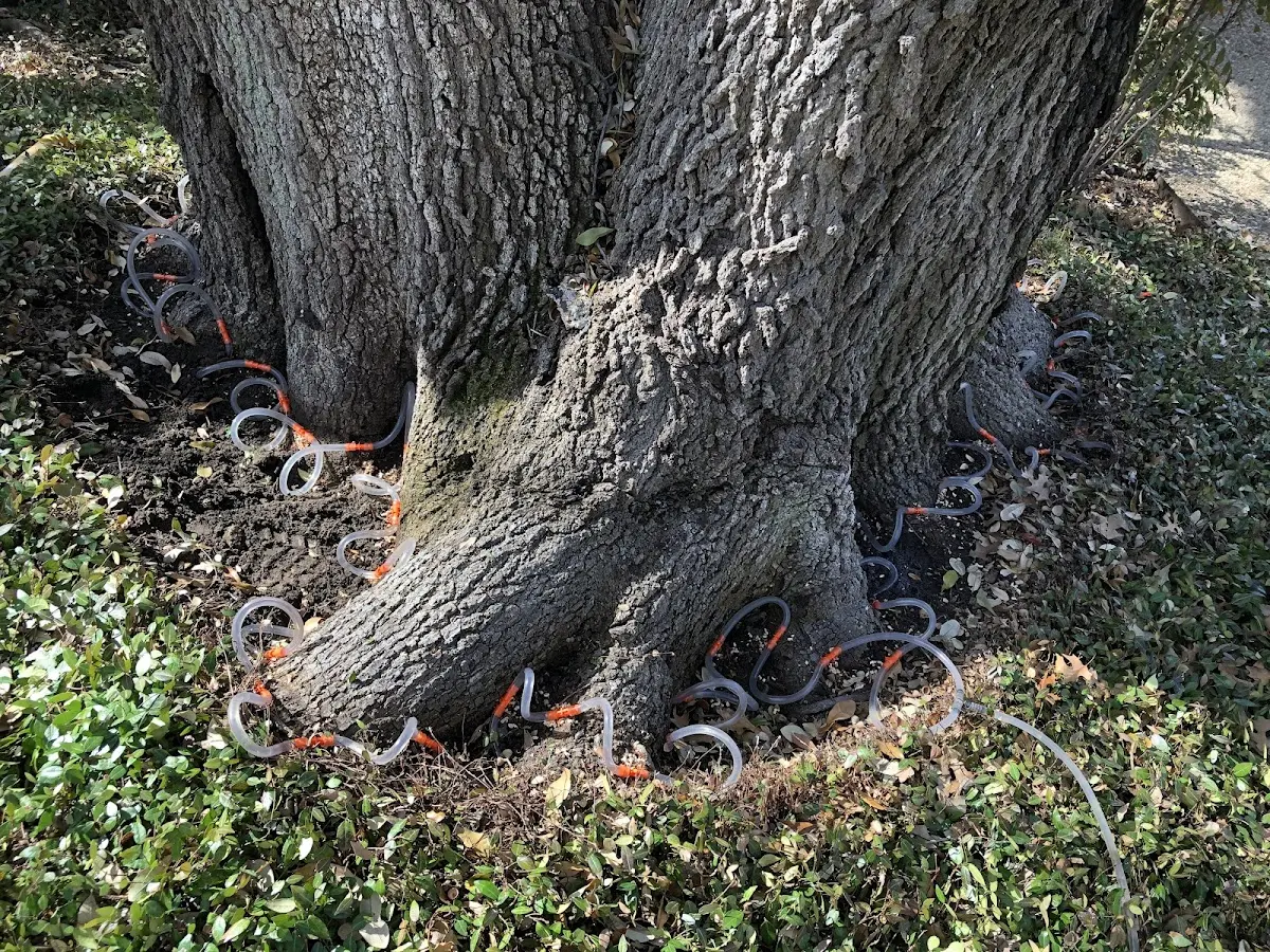 Detailed Tree Cabling and Bracing job site in Scarsdale