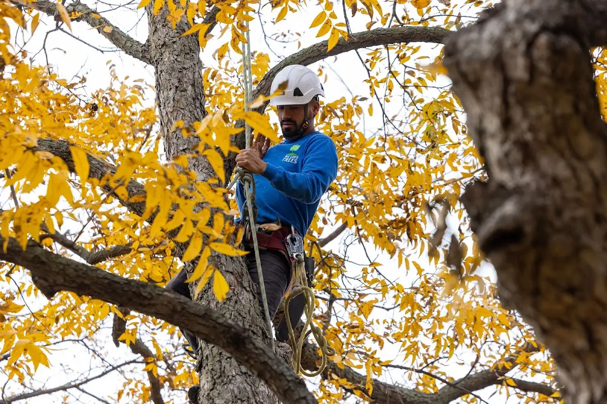Skilled Tree Pruning crew working in Scarsdale