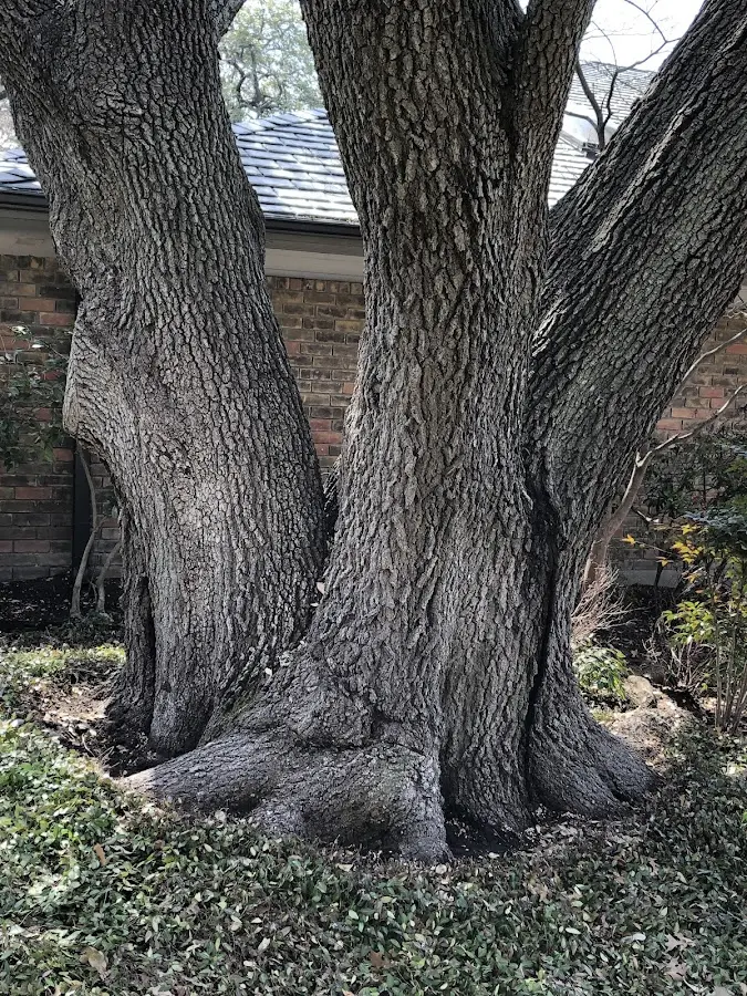 Mature heritage tree close to a Scarsdale property cared for by certified arborists